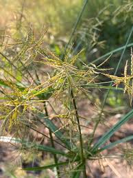 Image result for Cyperus distans