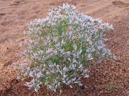 Image result for Polycarpaea