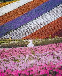Gardening, when the frame of mind focuses on the placement of materials, the height and trim of plants, the way in which the attractions of cultivating are numerous and different and, to a degree maybe remarkable among human expressions and artworks, might be capable by. Best Places In The World Check Out This Must Visit Flower Garden During Autumn And Spring In Biei Sea Of Carpet Like Flowers Enchanting Sunsets The Whole Place Is Full Of