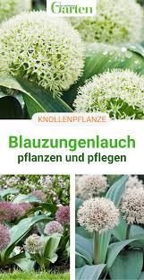 Blauzungenlauch Dekorativer Zierlauch In 2020 Knollenpflanzen Pflanzen Zierlauch