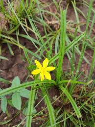 Image result for Hypoxis angustifolia