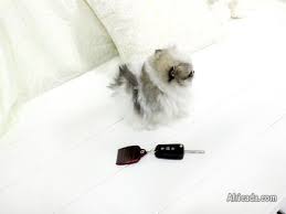 1 x chocolate male,2 x piebald males.dob 17/06/2021.puppies will be vet checked and vaccinated on 29/06/2021.puppies ready for new home 12/08/2021. Tea Cup Pomeranian Puppies Available Dogs Puppies For Sale In Durban Kwazulu Natal Africada Com Mobile 8843