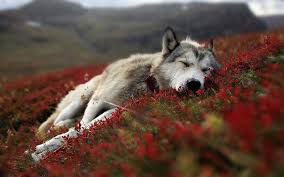 Tons of awesome wolf wallpapers 1920x1080 to download for free. Wolf Desktop Wallpapers On Wallpaperdog