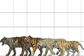 2020 popular 1 trends in men's clothing, shoes, women's clothing, home & garden with big size cat and 1. Smilodon Or Saber Toothed Cat Trivia