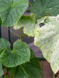 Image result for mildew on cucumbers