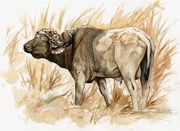 Big Five Watercolor Gallery African Wildlife Watercolor Art A share of profits is donated to conservation organisations that i have partnered with including world animal protection. shakari connection