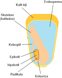 Gambar pita kaspari pada sel endodermis. 5gv4lnrzxnob5m