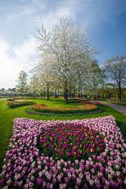 Pin By Elle Chan On Tulips Beautiful Flowers Garden Most Beautiful Gardens Most Beautiful Flowers