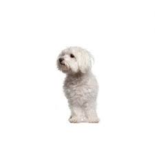 Maltipoo dogs for sale in texas. Maltipoo Puppies Petland Dallas Tx