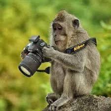 Fellow Nikon Fan FUTURE PHOTOGRAPHY IN THE ANIMAL WORLD! AWESOME. | Macacos  engraçados, Animais bonitos, Animais