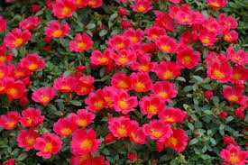 Image result for Portulaca collina