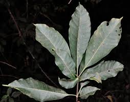 Image result for Rauvolfia vomitoria