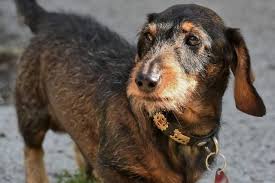 Piebald dachshund is a dachshund with a specific coat pattern, consisting of white spots over the base coat colour. Wire Haired Dachshund Your Complete Guide To The Breed