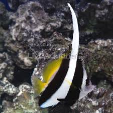Black And White Heniochus Heniochus Black White Butterflyfish Heniochus Acuminatus Salt Water Fish Aquarium Fish Sea Creatures