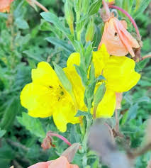 Image result for Oenothera indecora