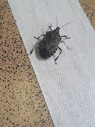 Maybe you would like to learn more about one of these? Bugs Of Japan