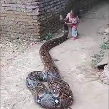 Happy Snek With Her Next Meal Scary Animals Weird Animals Giant Animals