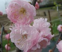 Image result for mandloň trojlaločná