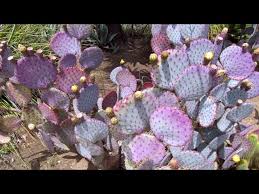 Gardening guides great design plant: Opuntia Santa Rita Purple Prickly Pear Youtube