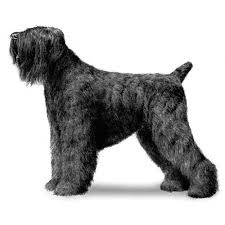 The brtra receives a portion of your purchase price to help with the rescue effort on all amazon purchases when you use smile. Black Russian Terrier Dog Breed Information