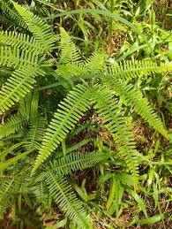 Image result for Pteris linearis