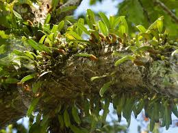 Image result for Bulbophyllum prorepens
