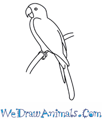 How To Draw A Parrot