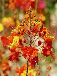 Image result for Caesalpinia rubra