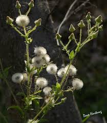 Image result for Pseudoconyza viscosa