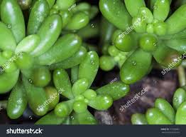 Image result for Crassulaceae