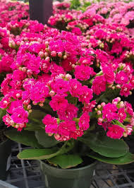 Image result for Kalanchoe dyeri