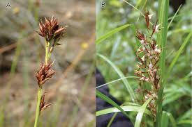 Image result for Ascolepis capensis