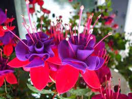 Flower Homes Fuchsia Flowers Beautiful Flowers Images Fuchsia Flower Flower Images Free