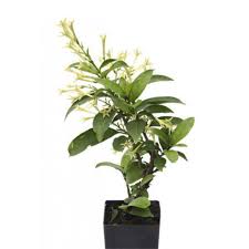 Check spelling or type a new query. Night Blooming Jasmine Mashtal Garden Centers