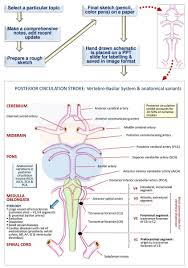 Image result for Posterior Circulation