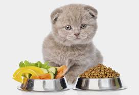 homemade cat food 8 healthy and tasty