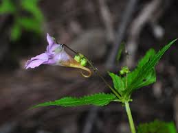 Image result for Impatiens kivuensis