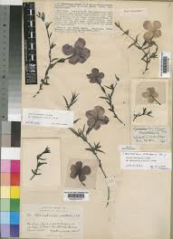 Image result for Cycnium