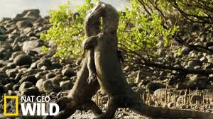 Le grand prédateur qu'est le varan de komodo dispose de deux armes redoutables pour chasser. Combat De Dragons Komodo Youtube