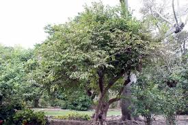 Image result for Oncoba