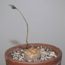 Image result for Raphionacme globosa