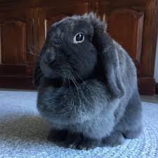 Watch The Best Youtube Videos Online Accidentally Woke The Bunqueen From Her Arvo Siesta The Glare Porscha Queen Bunni Snoozing Arvo Fur Babies