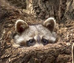 ку ку ку ку ку ку ку ку ку ку Enot Ku Ku Animals Wild Cute Animals Animals Beautiful