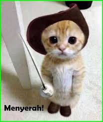 Semua nya pasti akan merasakan dari kebahagian kucing kecil yang dia alami. Gambar Kucing Lucu Imut Dan Paling Menggemaskan Sedunia Gambar Kucing Lucu Bayi Hewan Piaraan