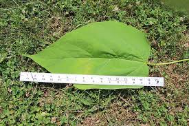 Image result for Catalpa