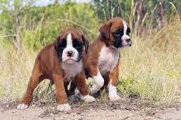 Boxers have a striking muscular build, adorable wrinkled face and nose, and droopy ears. Boxer Puppies For Sale Miami Gorgeous Puppies