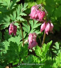 'luxuriant' is more sun and heat tolerant than most bleeding heart varieties. Kleines Tranendes Herz Dicentra Formosa