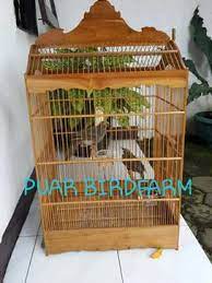 Maybe you would like to learn more about one of these? Jual Hewan Peliharaan Burung Terlengkap Di Bandung Kota Olx Co Id