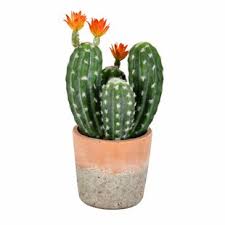 San pedro growing related topics are ok, please do not report them unless they clearly violate the two rules above. Artificial Cactus Wayfair