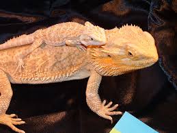 46 Bearded Dragon Wallpaper Free On Wallpapersafari See more of cute wallpapers & lockscreen pics on facebook. 46 bearded dragon wallpaper free on